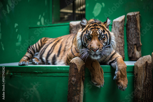 Tiger Resting on Platform Inside Zoo Enclosure, Czech Republic April 22, 2023 
