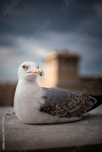 Close-Up Portrait of a Resting Seagull
