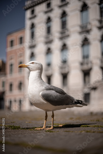 Seagull Perched on Railing in Historic Italian City