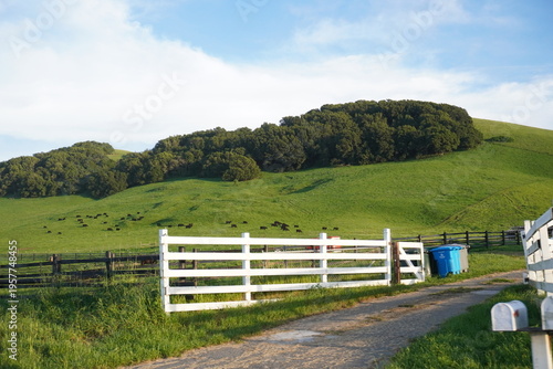 Φωτογραφία Scenic rural landscape with a white fence, gravel driveway, rolling green hills, and a cluster of trees under a bright blue sky on a sunny day