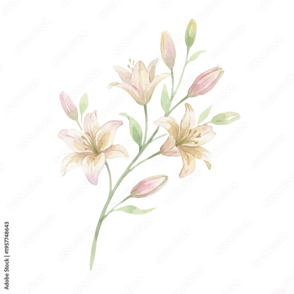 Obraz premium Watercolor painting of delicate lily flowers and green stems on white