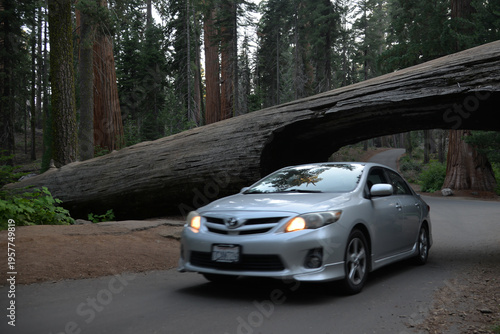Historic Tunnel Log Attraction in Sequoia National Park with Vehicle Passing Through