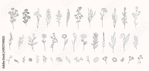 Foto Large set of hand drawn wild flowers, herbs and botanical elements in line art style