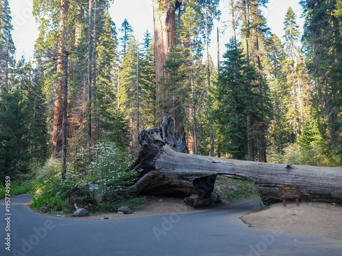 Iconic Tunnel Log Fallen Sequoia Tree Along Scenic Forest Road