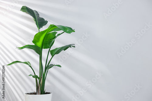 Tableau sur toile Beautiful bird of paradise (strelitzia) houseplant in pot near light wall