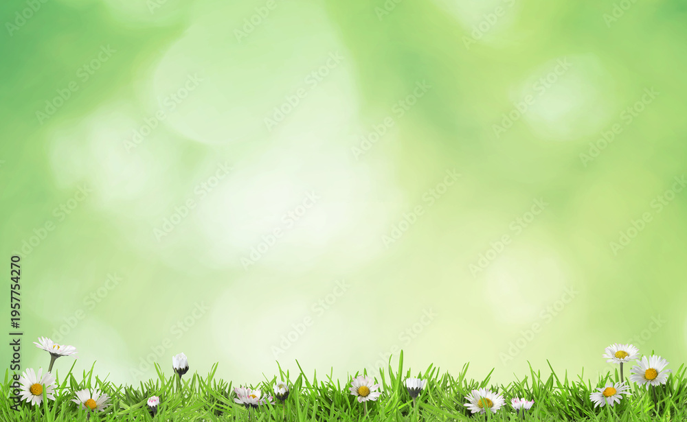 Obraz premium Bright daisy flowers and lush green grass growing outdoors. Spring season