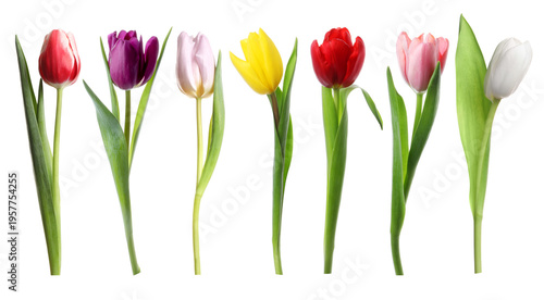 Bright tulips isolated on white, set. Spring flowers