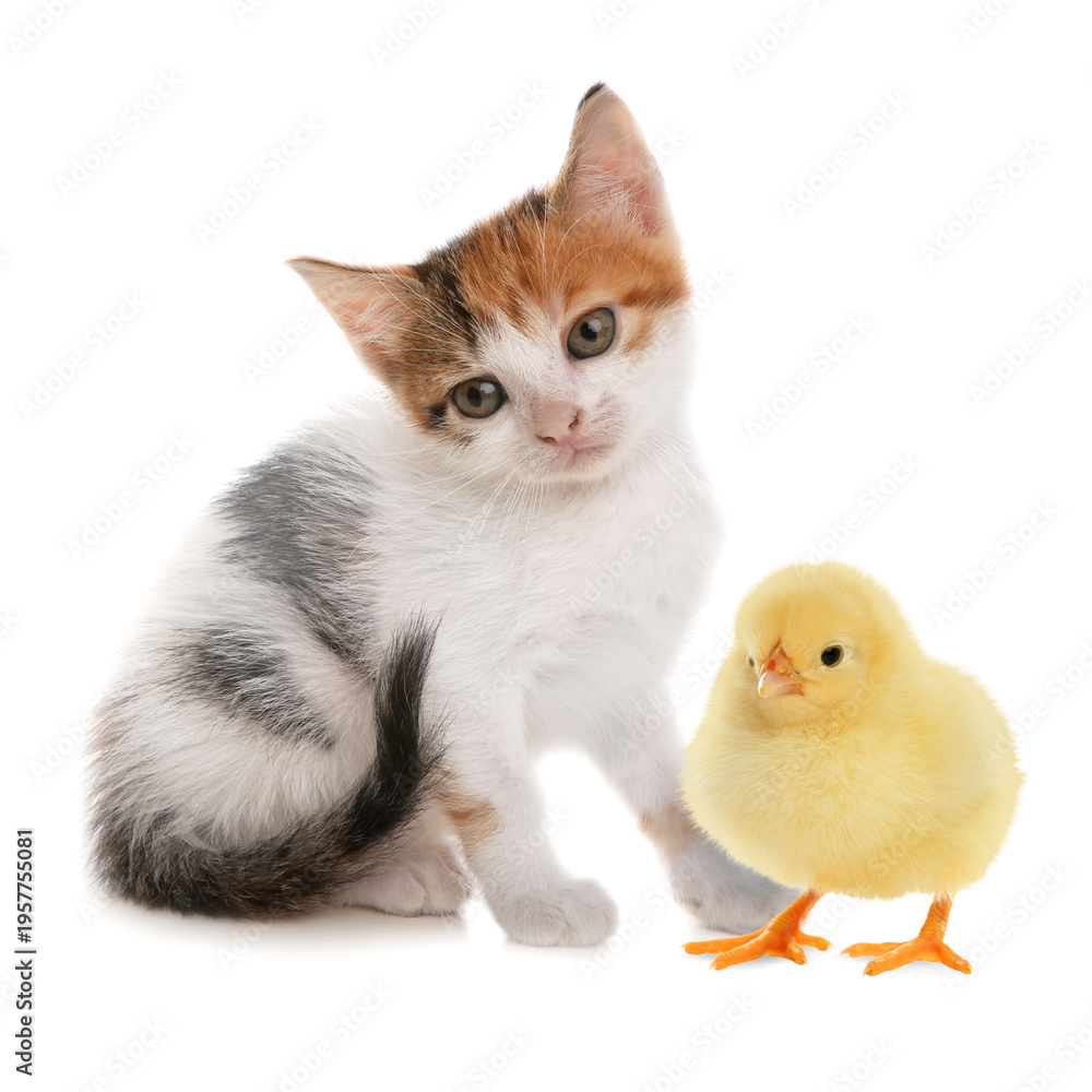 Fototapeta premium Cute cat and fluffy chicken on white background