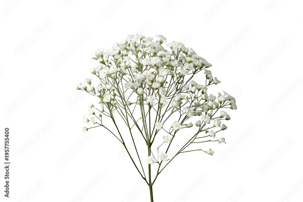 Fototapeta premium Delicate white baby's breath flowers creating a light, airy floral bouquet element, transparent background