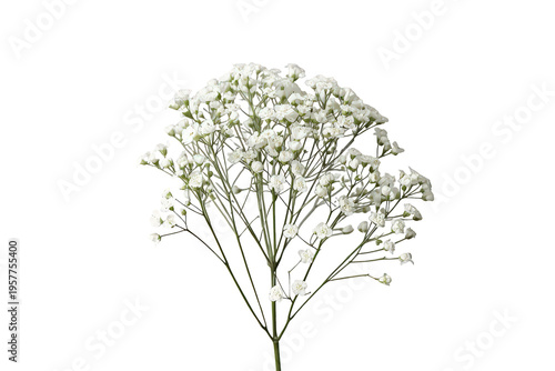 Delicate white baby's breath flowers creating a light, airy floral bouquet element, transparent background