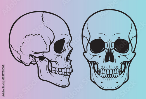 Detailed human skull illustration in profile and front view