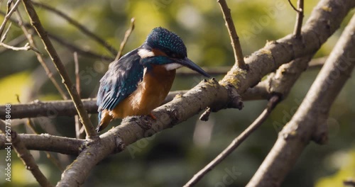 A Kingfisher taking flight from a tree branch