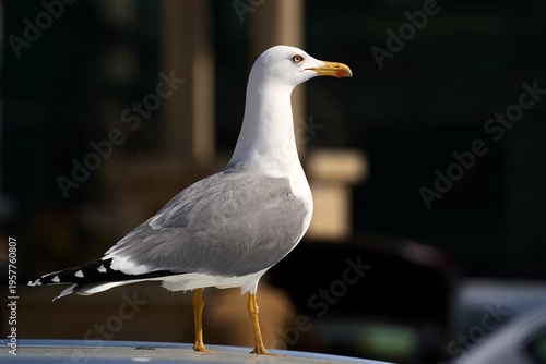 A seagull is view in the historic center of Constanta, the largest Romanian city on the Black Sea.