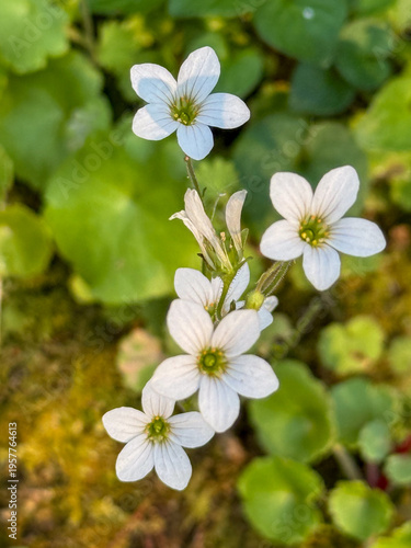 white spring flowers blooming in green mossy ground, banner, concept of nature, gardening, floral