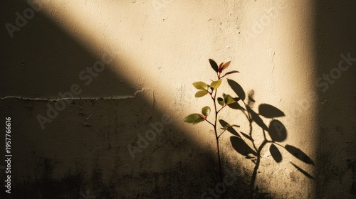 Single Plant Casts Shadow on Wall With Strong Light in Minimal Setting Taken With 70mm Lens at F3.5 During Afternoon