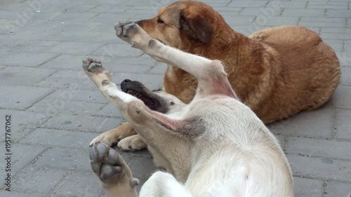 Two stray street dogs playing and interacting on a city sidewalk. Natural canine social behavior in an urban environment showing playful interaction and everyday street life.