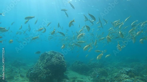 A school of goatfish in Kapalua Bay, Maui, Hawaii, on April 13, 2024.