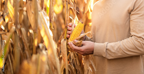Agricultural worker. Corn crop. Maize harvest farming. Harvest crop in cornfield. Organic maize field. Farmer at corn crop harvest in village. Agriculture harvesting farm. Maize cultivation banner
