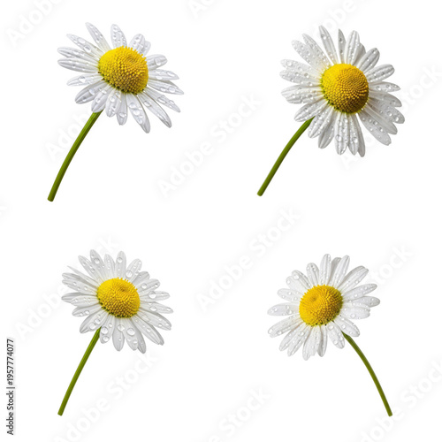 Four daisies with water drops on transparent background