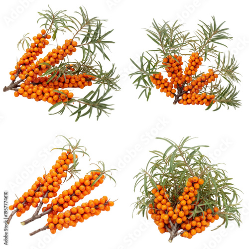 Sea buckthorn berries on branches isolated on transparent background