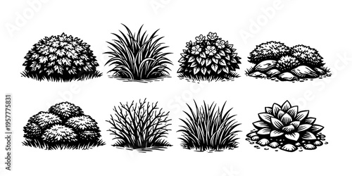 Collection of eight diverse black and white botanical illustrations of plants and shrubs