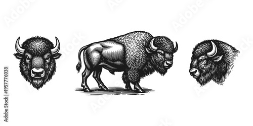 Vintage illustration of bison in different views, a majestic American mammal