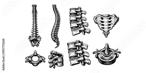 Detailed anatomical illustrations of the human spine and its components in a vintage style