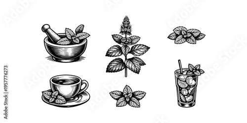 Vintage illustration of mint leaves, mortar and pestle, tea cup, and refreshing drink