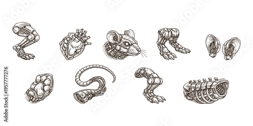 Collection of mechanical animal parts and robotic components in sketch style