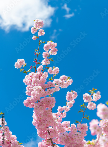 Blossom spring season. Japanese cherry bloom. Sakura blossom. Beautiful spring Sakura flower on cherry tree. Sakura flower in bloom in spring. Spring nature. Sakura with pink blooming flower