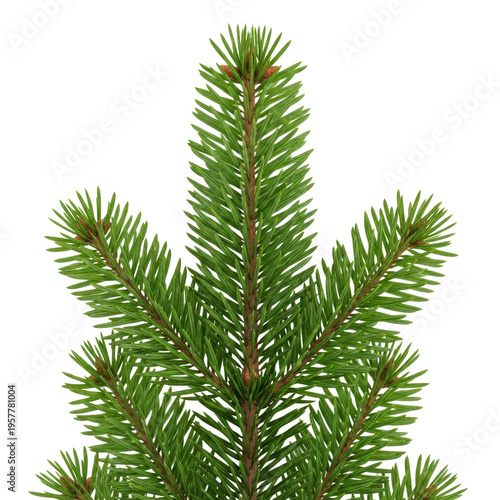 Close up of a green pine branch