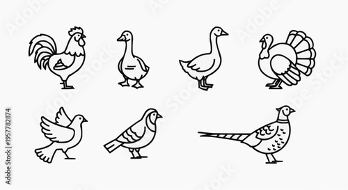 Illustrative line art showcasing a collection of bird. A diverse array of avian creatures captured in elegant line art, including a rooster, duck, goose, turkey, dove, pigeon, and pheasant