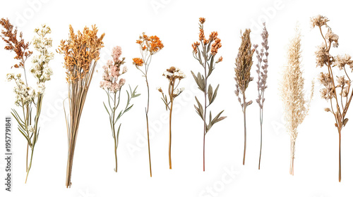 A collection of dried flowers and plants on transparent background