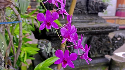 Close Up of Vibrant Purple Dendrobium Orchids Blooming in a Tropical Garden