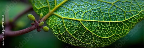 Detailed View of a Leaf Showing Fine Textures, Reflections and Colors Captured Using Macro Techniques in Natural Light