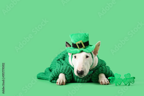 Cute Bull Terrier dog with ...