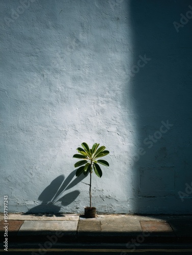 Single Plant in Sunlight Casts a Shadow on a Wall During Midday Showcasing Simple Beauty in Minimal Composition Using a 70mm Lens