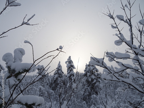 фотографія Snowy Forest in Finnish Lapland Saariselka Misty Winter Nature Scene