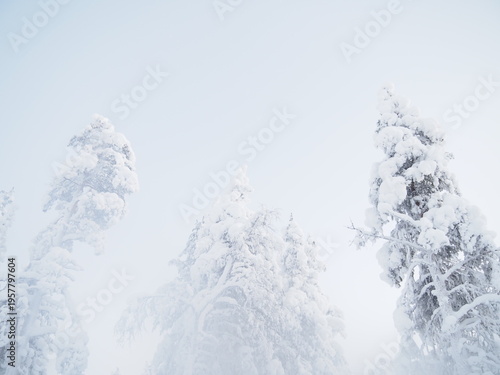 Obraz na plátne Snowy Forest in Finnish Lapland Saariselka Misty Winter Nature Scene