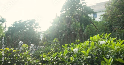 Sun shower starting is leaving streaks, glossy green hedge with white flowers is glinting in garden