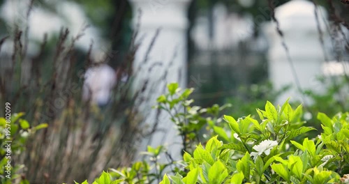 Pedestrians are entering from left and walking along path as breeze is swaying shrub's white flower