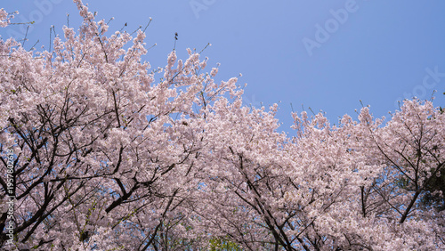 한국에서 볼 수 있는 벚꽃