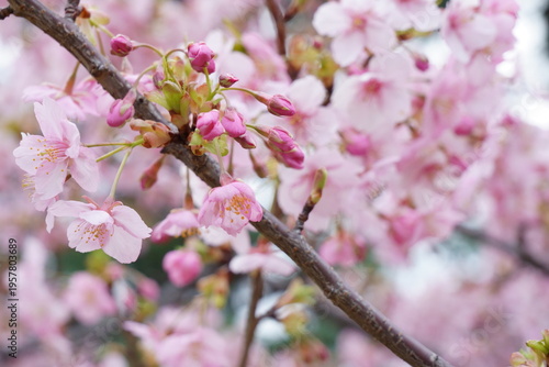 早春の河津桜の花が咲く