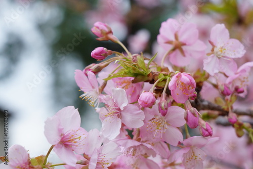 早春の河津桜の花が咲く