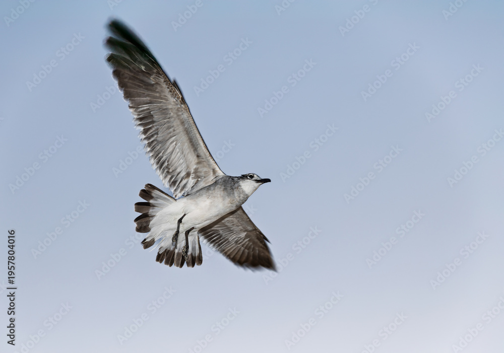 Obraz premium Laughing Gull (Leucophaeus atricilla) in Flight Against Bright Sky, Florida