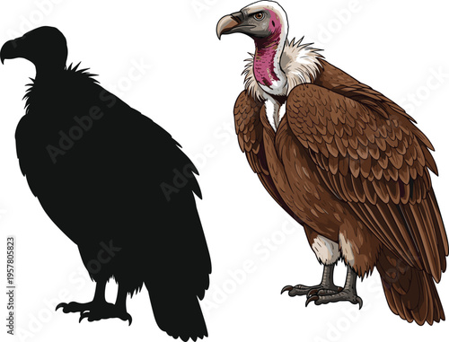 Detailed vulture bird vector illustration featuring a realistic brown feathered scavenger and a solid black silhouette isolated on a white background for wildlife design.