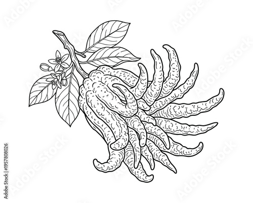 Buddha's hand citron fruit with leaves and flowers