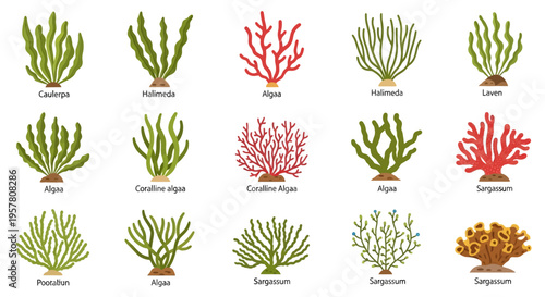 Collection of various coral types.