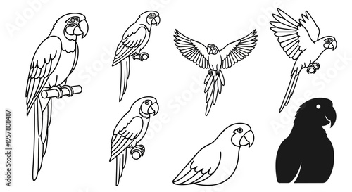 Collection of parrots in various poses.