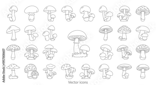 Collection of various mushroom illustrations.